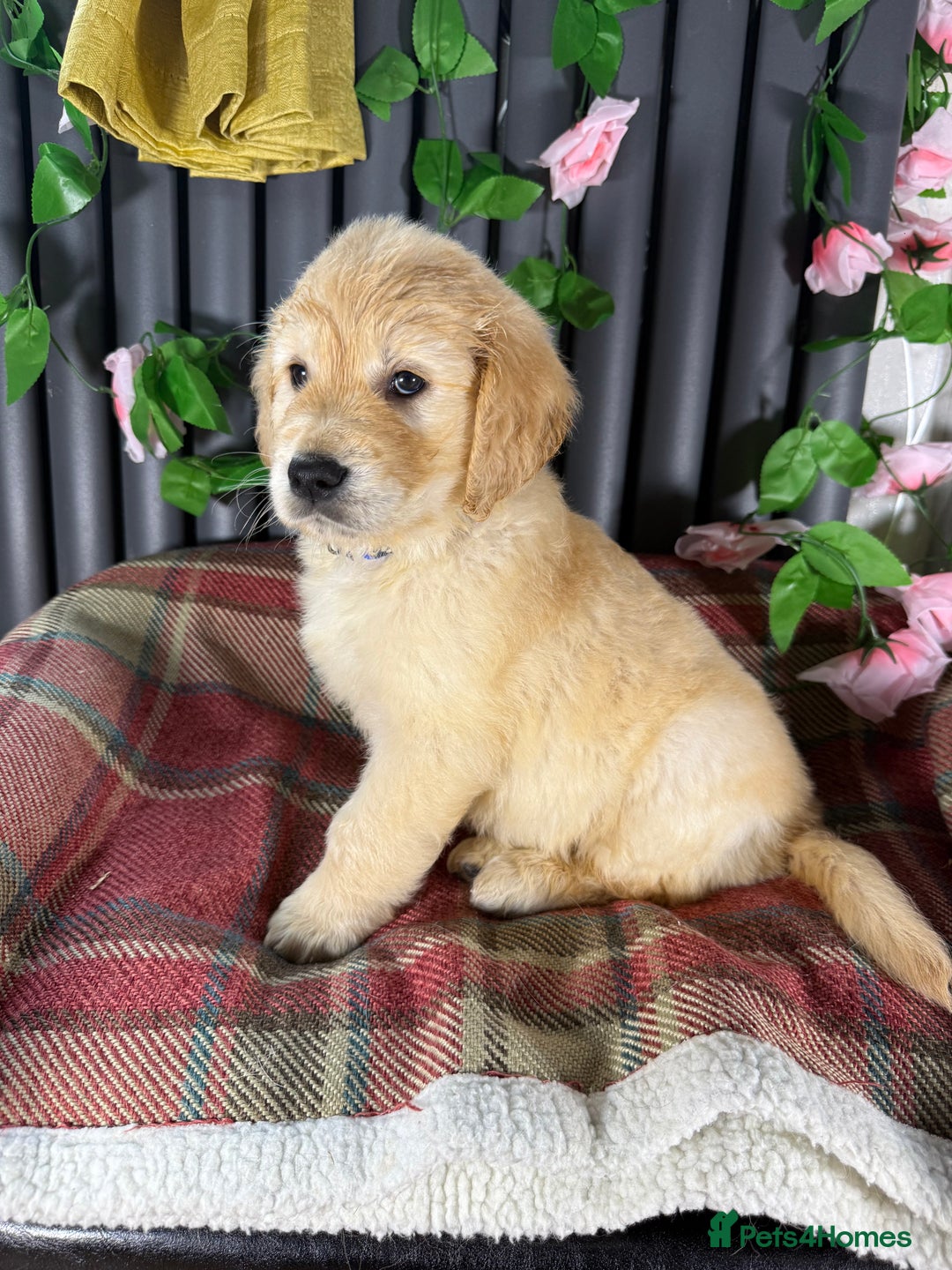 Golden Retriever dogs for sale: Handsome male golden retriever puppies for sale - Image 9