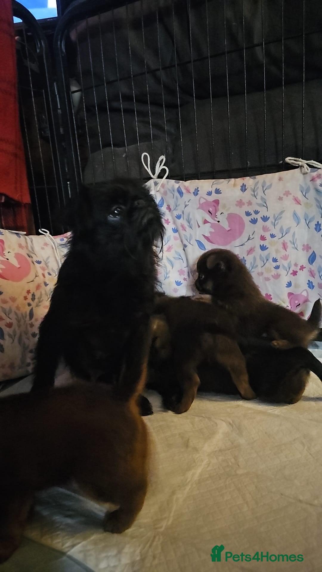 Griffon Bruxellois dogs for sale: Stunning Smooth Pedigree Griffons - Advert 6