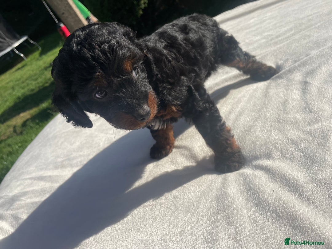 Cockapoo dogs for sale: Cockapoo Ready to leave now💕Only 1 boy left! - Image 23