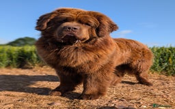 Newfoundland dogs for stud: Brown newfoundland stud  in Alcester - Image 36