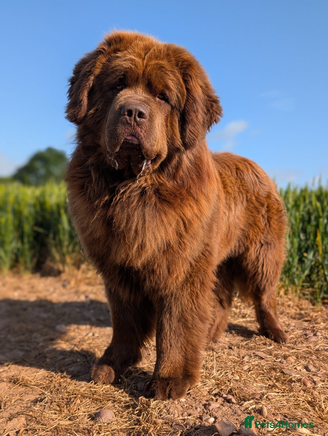 Newfoundland dogs for stud: Brown newfoundland stud  in Alcester - Image 36