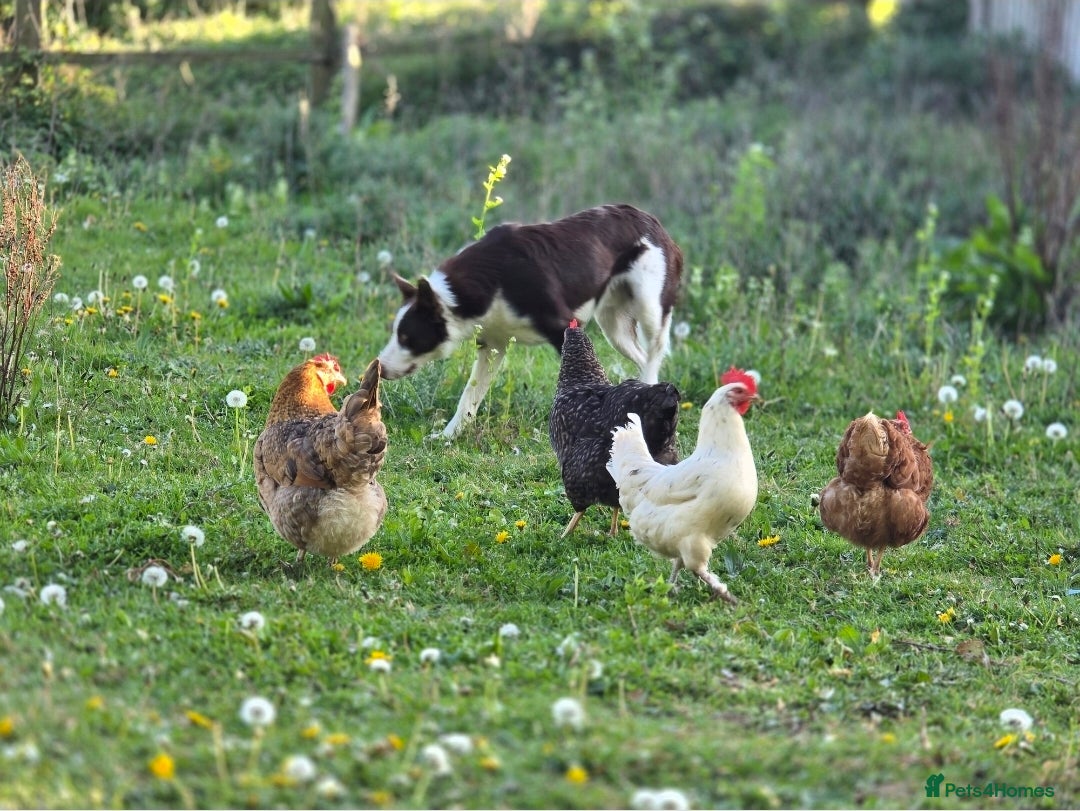 Chickens poultry for sale: Chicks for sale - Advert 4