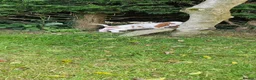 Basset Hound dogs for sale: Basset Hound pups KC registered  - Advert 7