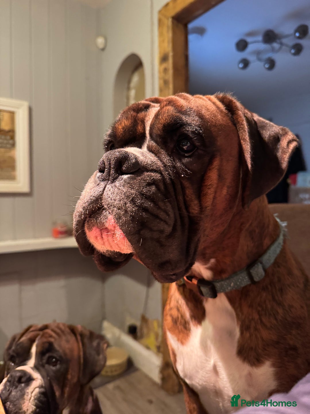 Boxer dogs for sale: 18 Male Boxer KC Registered Experienced Home Only - Advert 3
