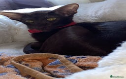 Oriental cats for sale: GCCF Oriental Shorthair Neutered Female For Sale - Image 7