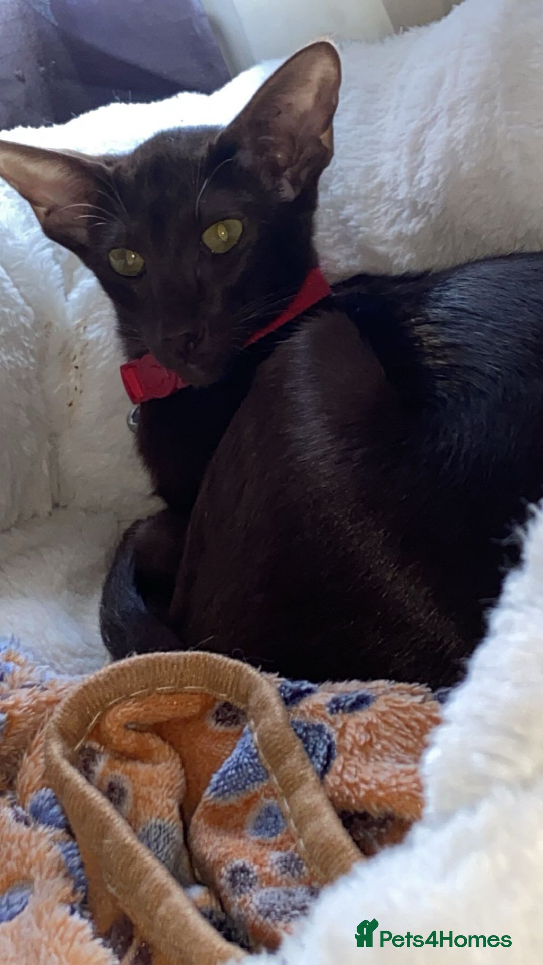 Oriental cats for sale: GCCF Oriental Shorthair Neutered Female For Sale - Image 7