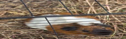 Guinea Pig rodents for sale: Adult female guinea pigs - Advert 3