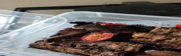 Millipedes invertebrates for sale: Millipedes  - Advert 3