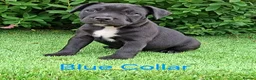 Staffordshire Bull Terrier dogs for sale: Classic Staffordshire Bull Terrier Puppies  - Advert 7