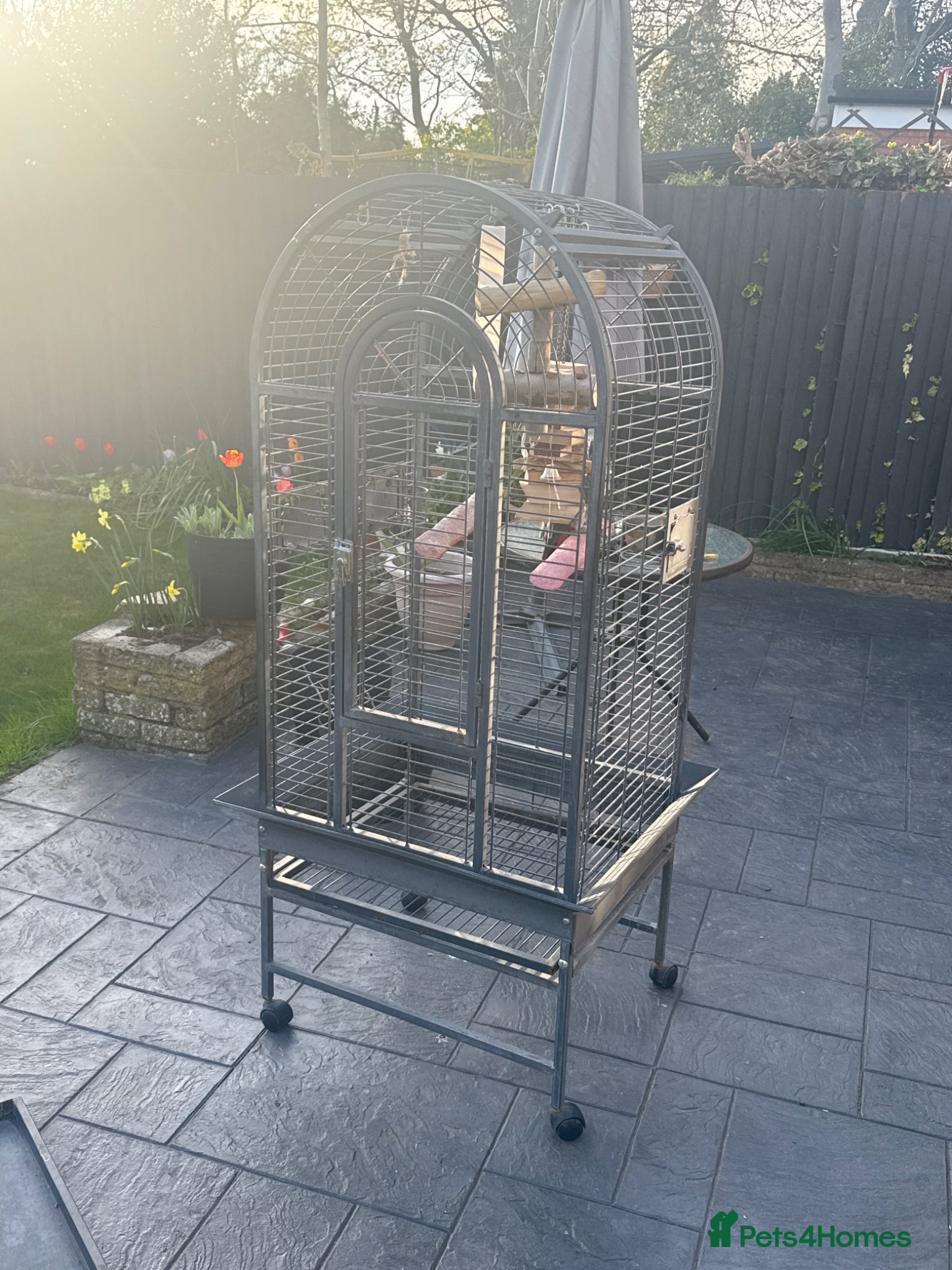 Parrots birds Smokey  - Advert 1