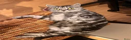 British Shorthair cats for sale: Silver tabby adult female  in Leatherhead - Advert 3
