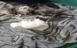 Mixed Breed cats for sale: Ragdoll x scottish fold kittens. Long haired - Image 8