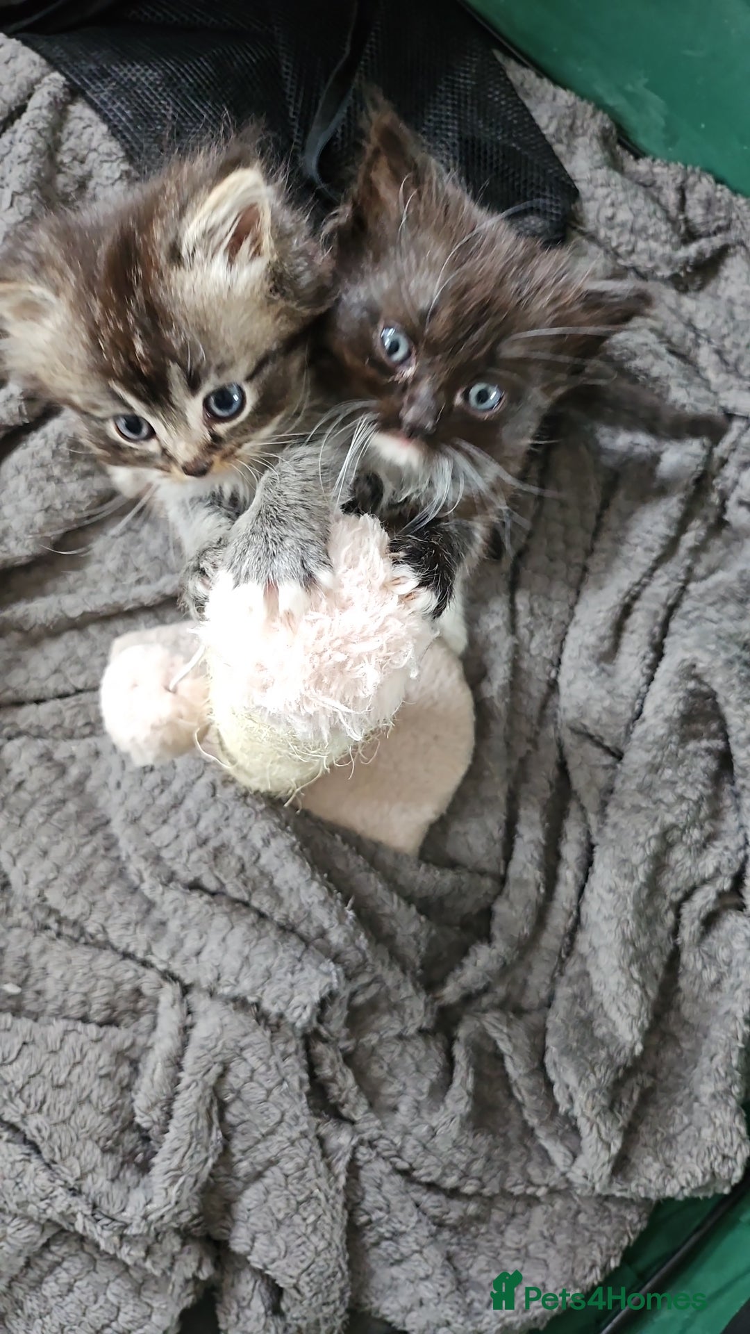 Mixed Breed cats for sale: Ragdoll x scottish fold kittens. Long haired - Image 8