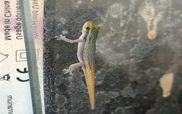 Gecko reptiles for sale: X1 adult Cameroon dwarf gecko (male)  - Image 2