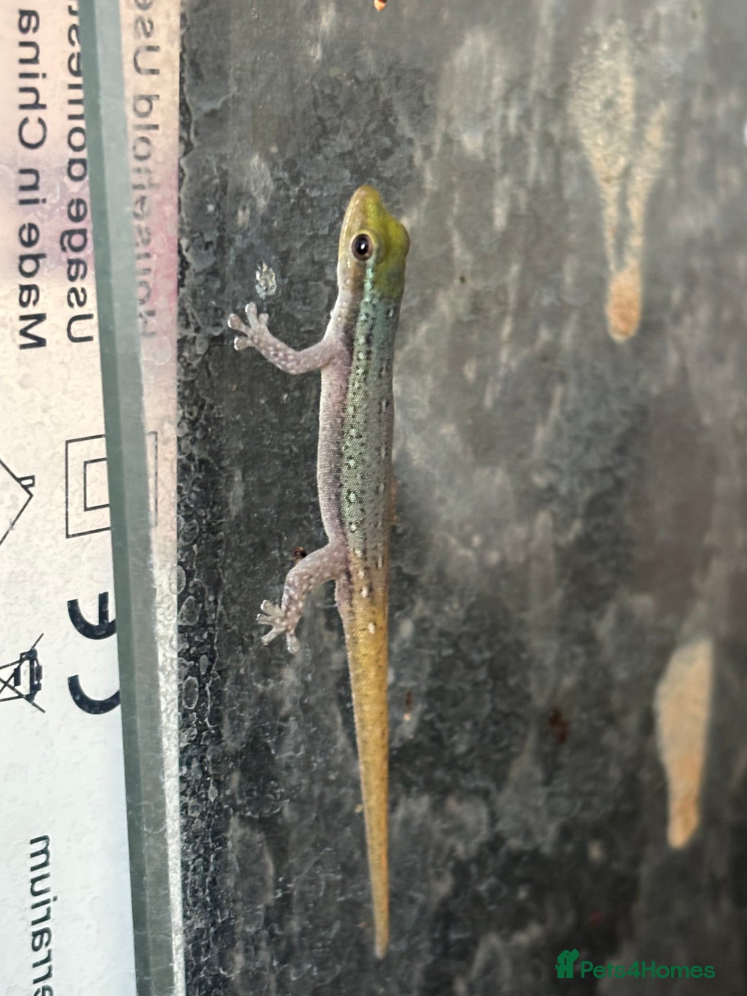 Gecko reptiles for sale: X1 adult Cameroon dwarf gecko (male)  - Image 2