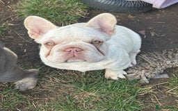 French Bulldog dogs for sale: French Bulldog Puppies, pink and fluffy carriers - Image 18