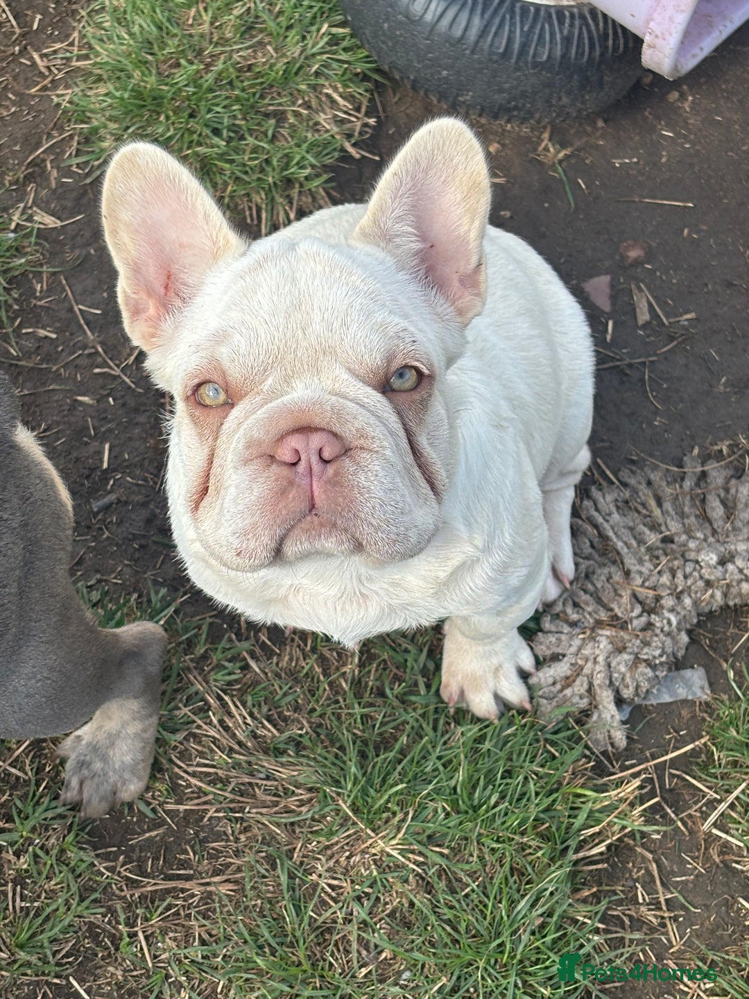 French Bulldog dogs for sale: French Bulldog Puppies, pink and fluffy carriers - Image 18