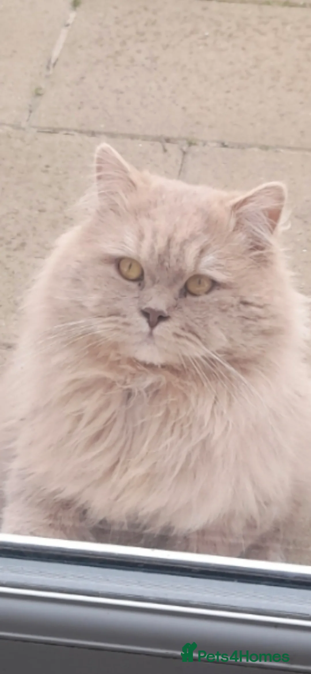 British Longhair cats for sale: Purebred British Long Haired Kitten - Advert 2