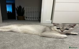 British Shorthair cats for sale: Kitten for sale  - Image 1
