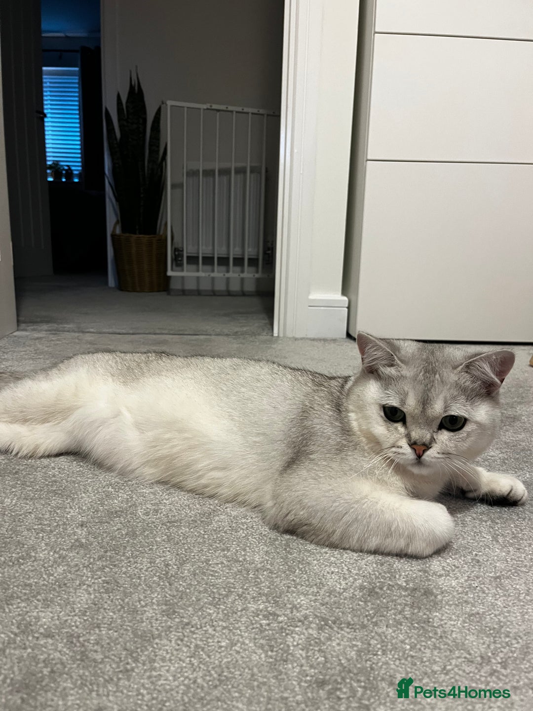British Shorthair cats for sale: Kitten for sale  - Image 1