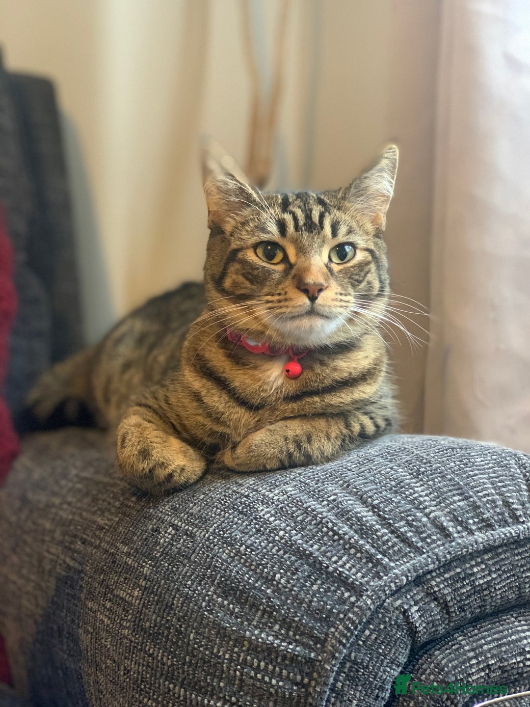 British Shorthair cats for sale: British shorthair cat 4 years old  - Advert 1