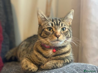 British Shorthair cats British shorthair cat 4 years old - Advert 8