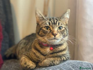 British Shorthair cats British shorthair cat 4 years old - Advert 17