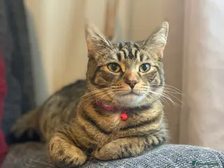 British Shorthair cats British shorthair cat 4 years old - Advert 18