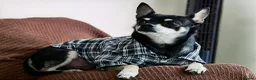 Chihuahua dogs for sale: Pepe and Coco are looking for a new home in London - Advert 10