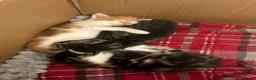 Mixed Breed cats for sale: 4 Kittens looking for a forever home  in Worcester - Advert 9