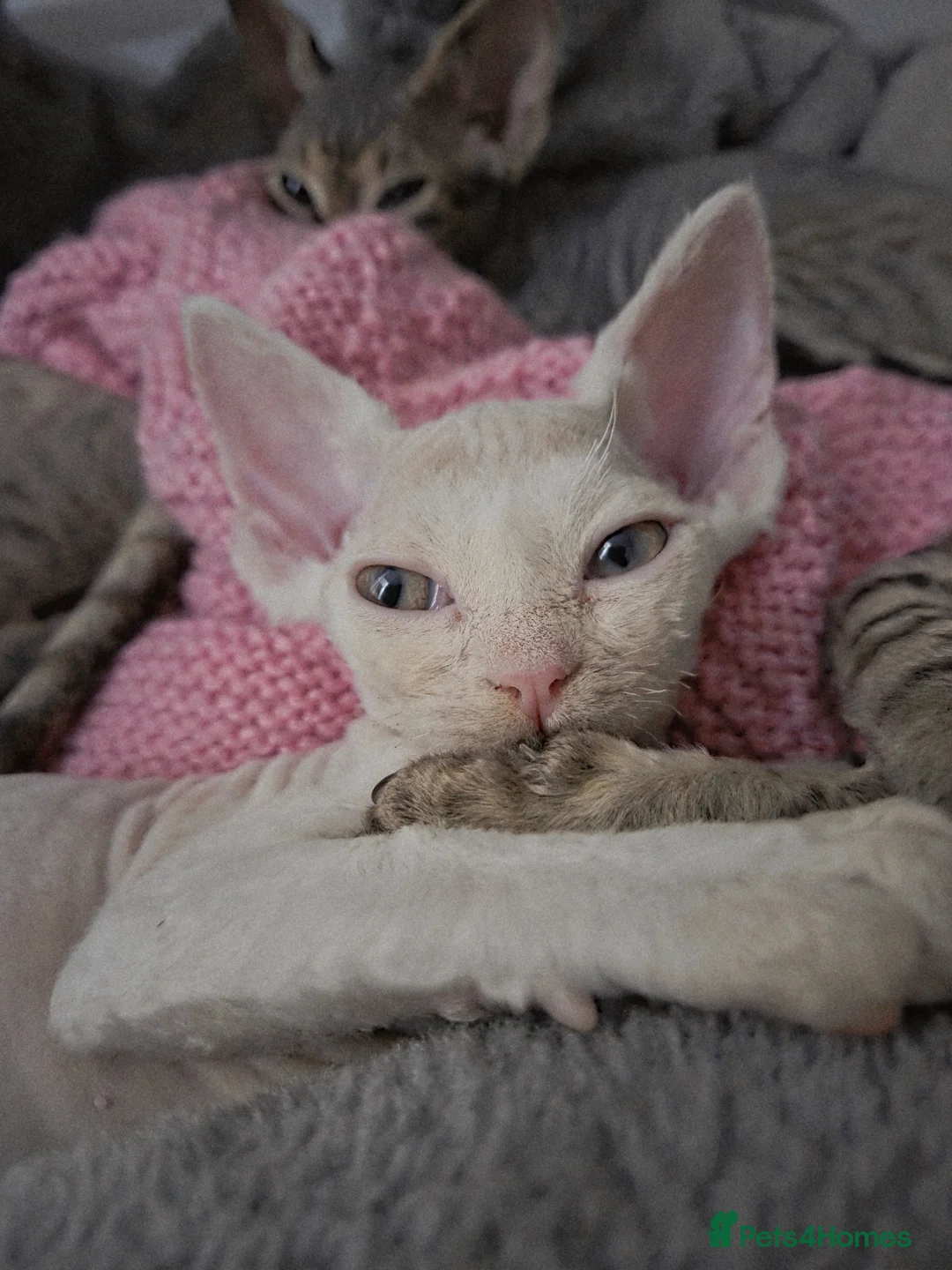 Devon Rex cats for sale: ✨ Beautiful Devon Rex White Girl–GCCF Registered ✨ - Advert 3