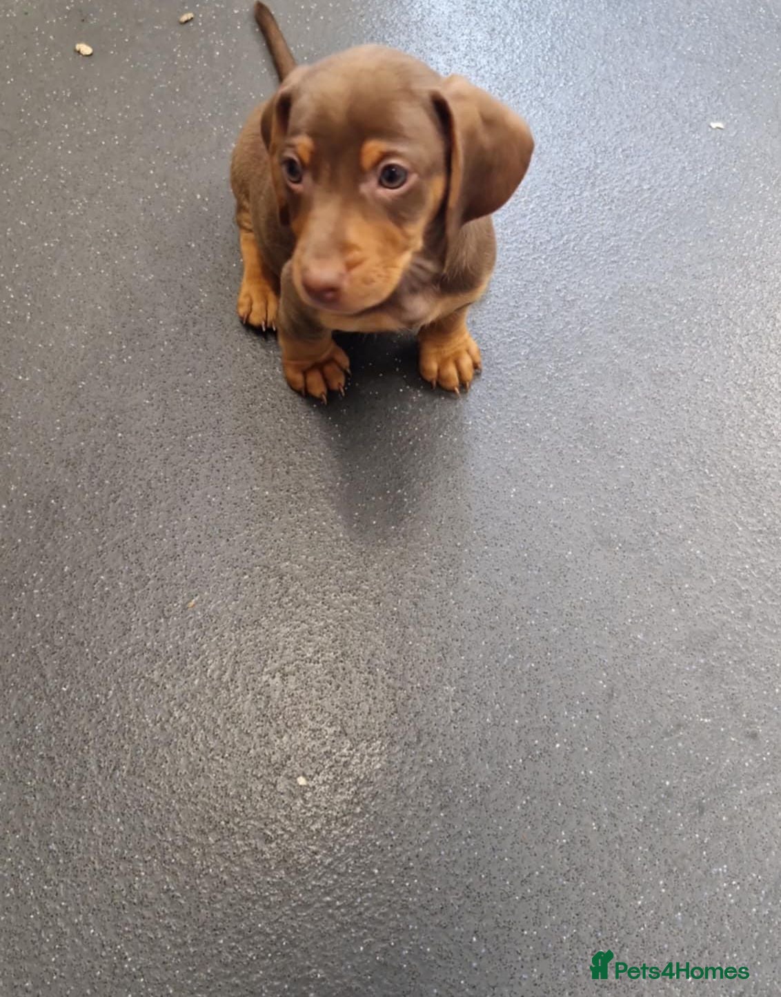 Mixed Breed dogs Ready to leave - Advert 13