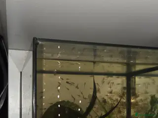 Axolotl reptiles Baby axolotl - Advert 1