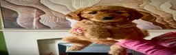 Double Doodle dogs for sale: Australian Double Doodle - Boys and Girl  - Advert 10