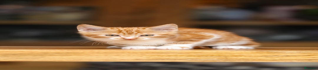Maine Coon Kitten 6