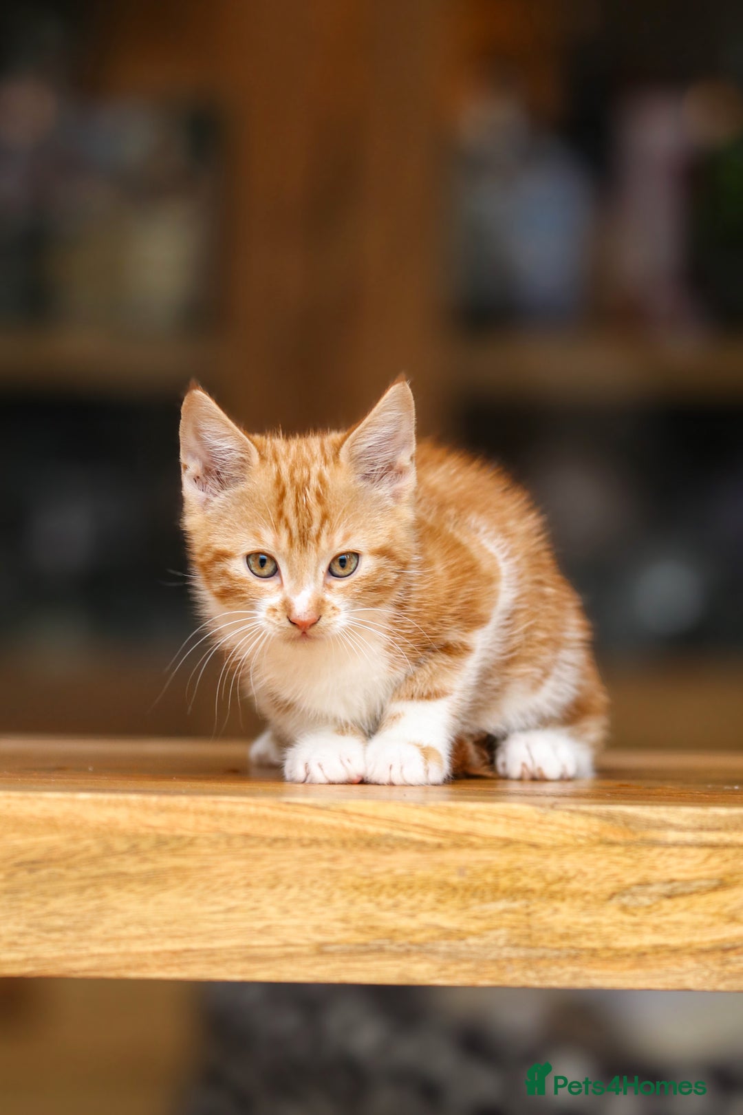 Maine Coon cats for sale: Beautiful Maine Coon X Kittens - Image 24