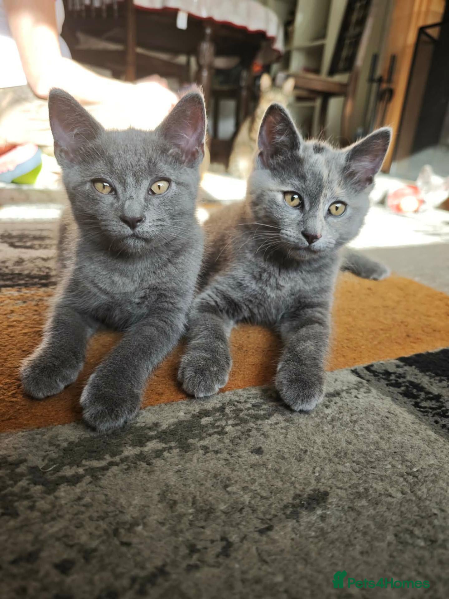 British Shorthair cats Only 3 kittens are left looking for a new home. - Advert 3