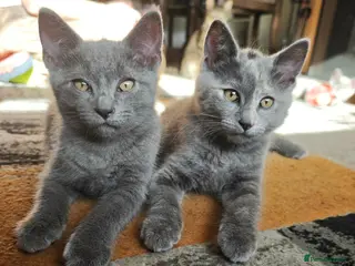 British Shorthair cats Only 3 kittens are left looking for a new home. - Advert 5