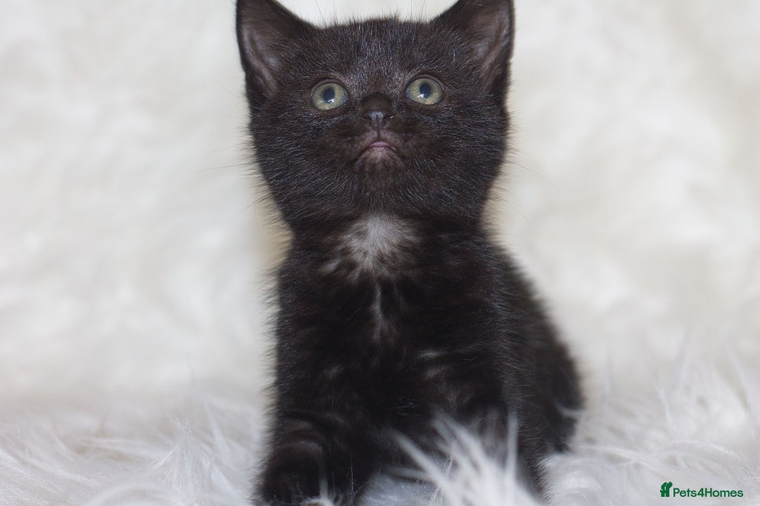 Mixed Breed cats for sale: Happy Healthy Playful Kittens - Image 7