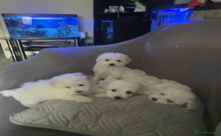 Maltese dogs - Advert 10