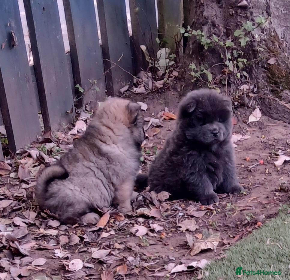 Chow Chow dogs Beautiful kc registered chow chow pups - Advert 4