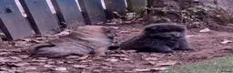 Chow Chow dogs for sale: Beautiful champion sired chow chow pups - Advert 15