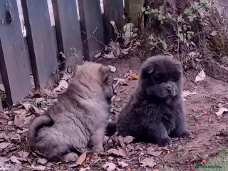 Chow Chow dogs Beautiful kc registered chow chow pups - Advert 4