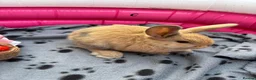 Mini Lop rabbits for sale: 🐰 Beautiful Mini Lop Baby Bunnies –Ready to go 🐰 - Advert 6