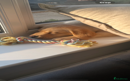 Labrador Retriever dogs for sale: 🐾Much-Loved Golden Labrador, 1 Year Old🐾 - Image 7