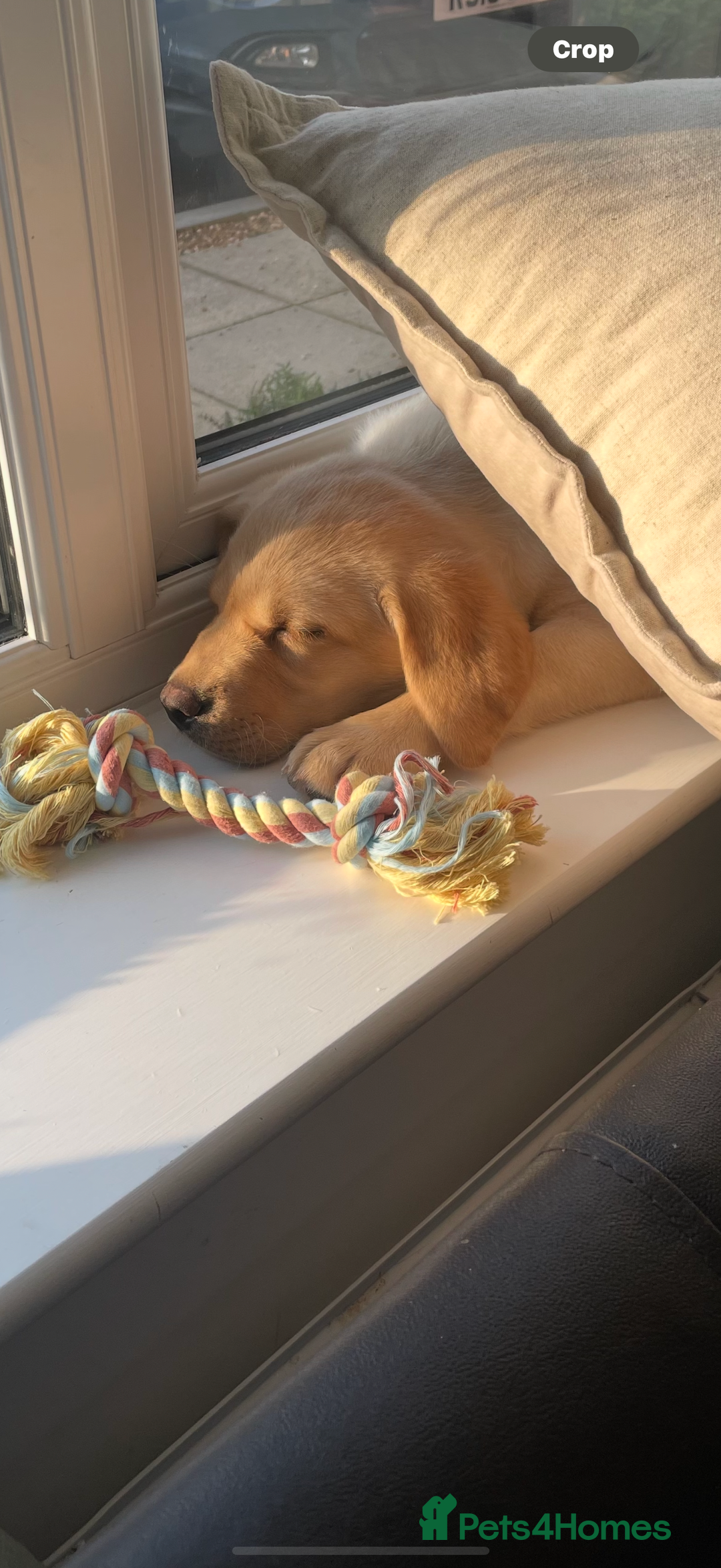 Labrador Retriever dogs for sale: 🐾Much-Loved Golden Labrador, 1 Year Old🐾 - Image 7