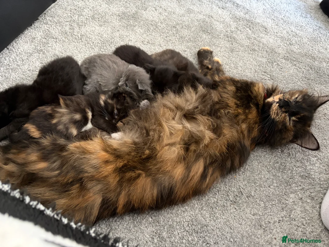 Mixed Breed cats for sale: Mixed main coon 7 weeks  - Advert 1