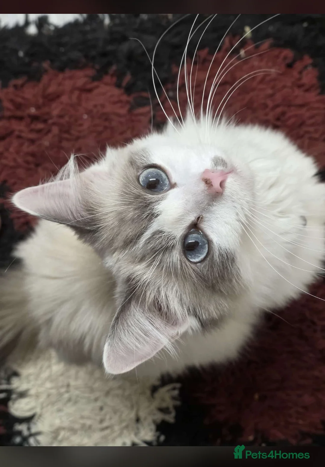 Ragdoll cats for sale: Kittens Ragdoll  in Stockport - Advert 7