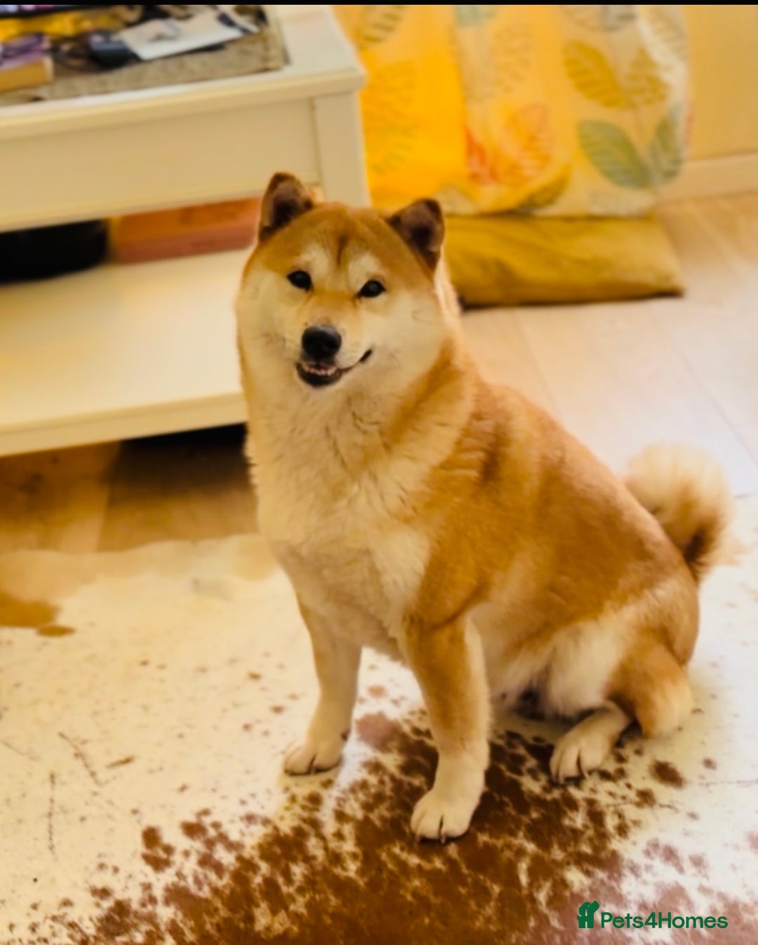 Japanese Shiba Inu dogs for sale: 10 weeks old KC Black/Tan Boy 💖 - Advert 15