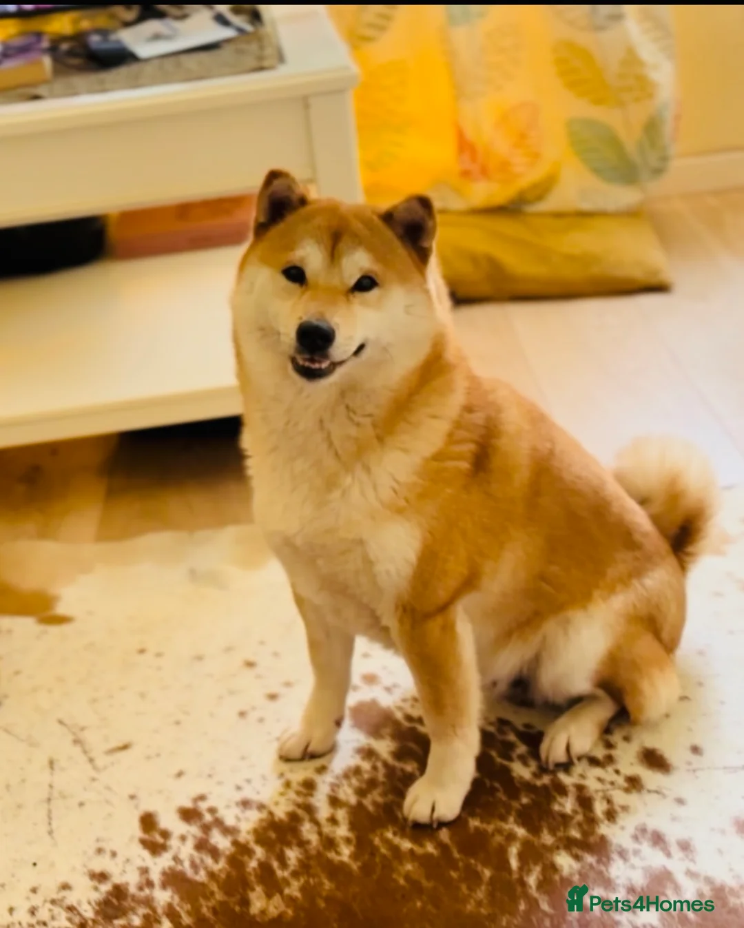 Japanese Shiba Inu dogs for sale: 10 weeks old KC Black/Tan Boy 💖 - Advert 21